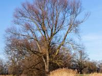 Gefrorener Weiher, mächtiger Baum und leuchtendes Schilf bei Seethal